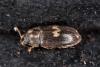 Biphyllus lunatus